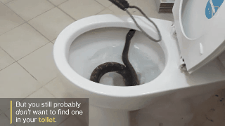 Video: Thót tim bắt gặp trăn 