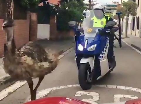 Video: Cảnh sát dùng cả xe máy, ôtô truy đuổi đà điểu trên phố đông người