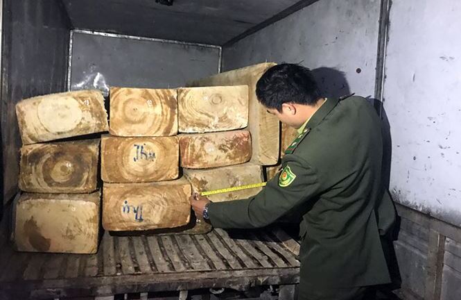 Mai phục ngày đêm, tóm gọn xe chở 15 phách gỗ pơ mu quý hiếm lên Đà Lạt