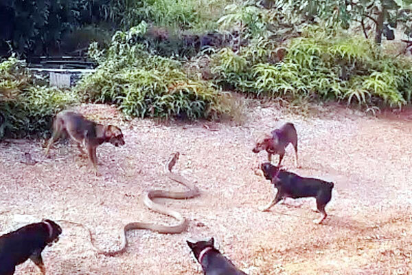 Video: Rùng mình cảnh đàn chó lao vào xé xác rắn hổ mang chúa