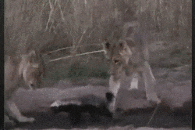 Video: Lửng mật một mình đại chiến với 6 con sư tử