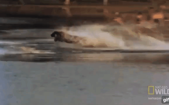 Video: Mãnh chúa sơn lâm rẽ nước lao như tia chớp truy sát nai