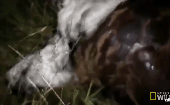 Video: Săn được tê tê lúc nửa đêm, cả nhà sư tử vẫn phải nhịn đói vì con mồi quá cứng