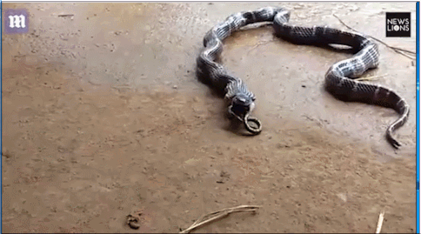 Video: Ghê rợn cảnh rắn độc dài 1m quằn quại nôn rắn xanh dài 1,4m