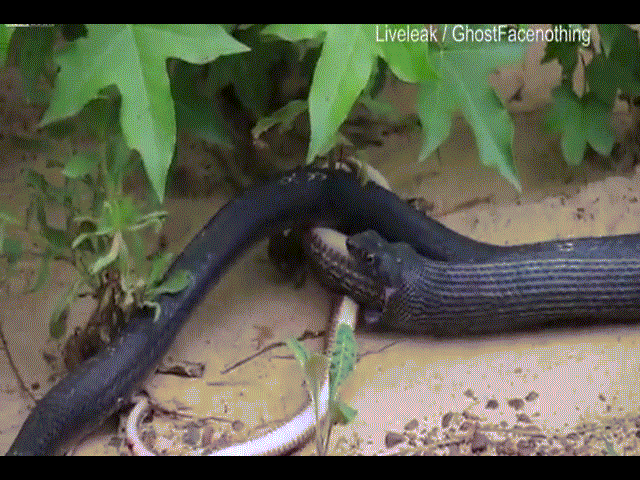 Video: Rùng mình cảnh rắn đen nôn ra rắn trắng đang ngoe nguẩy