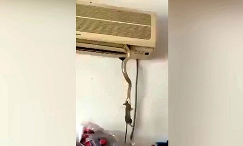 Video: Kinh hoàng rắn treo lơ lửng trên điều hoà, miệng ngoạm chuột 