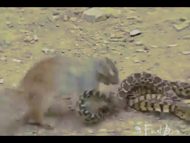 Video: Rắn độc khổng lồ bị sóc ngoạm chặt đầu