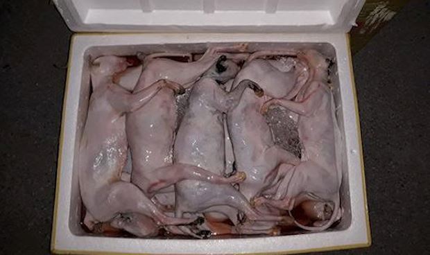 Ăn thịt mèo không rõ nguồn gốc có thể mắc bệnh dại chết người