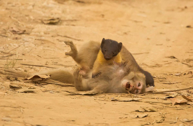 Video: Rùng mình cảnh chồn ăn thịt khỉ giữa đường