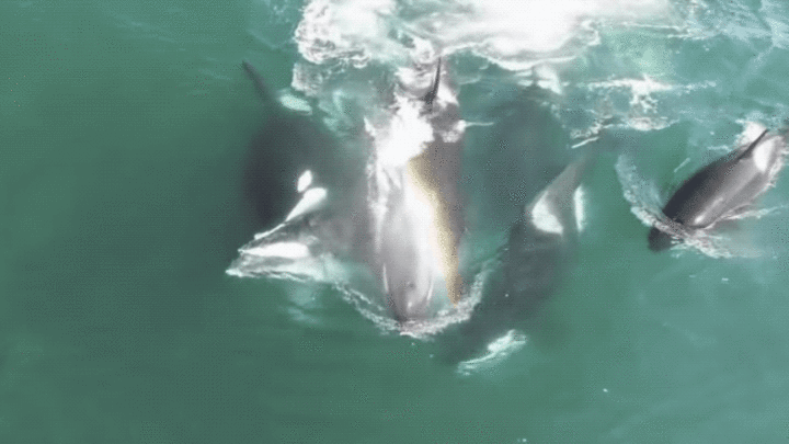 Video: Bầy cá mập hổ lao vào xé xác cá voi 