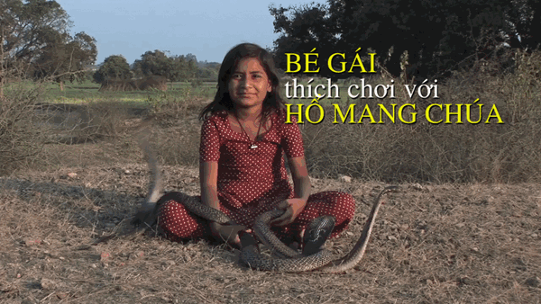 Video: Bé gái ăn, ngủ và chơi cùng 6 con rắn hổ mang cực độc