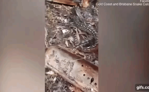 Video: Cận cảnh 2 con trăn kịch chiến dữ dội trong rừng