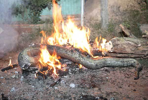 Video: Người dân thiêu hủy con trăn nghi siết chết thanh niên ở Đồng Nai