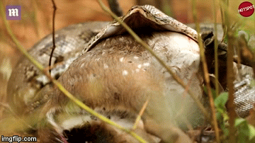 Video: Rùng mình trăn khổng lồ nôn vội con hươu vừa nuốt trong 25 giây