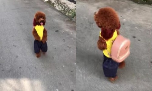 Video: Phát cuồng với chú chó có sở thích đeo balo, đi lại bằng hai chân