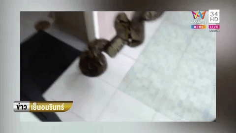 Video: Người đàn ông bị trăn khổng lồ trong bồn cầu cắn thẳng vào 