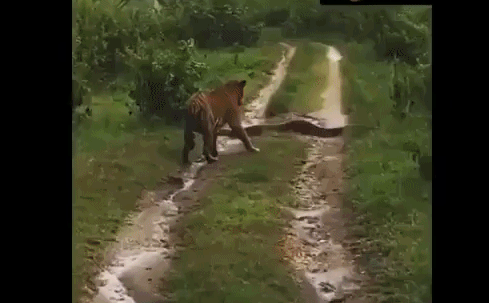 Video: Mãnh hổ run sợ lùi bước khi gặp mãng xà khổng lồ giữa đường