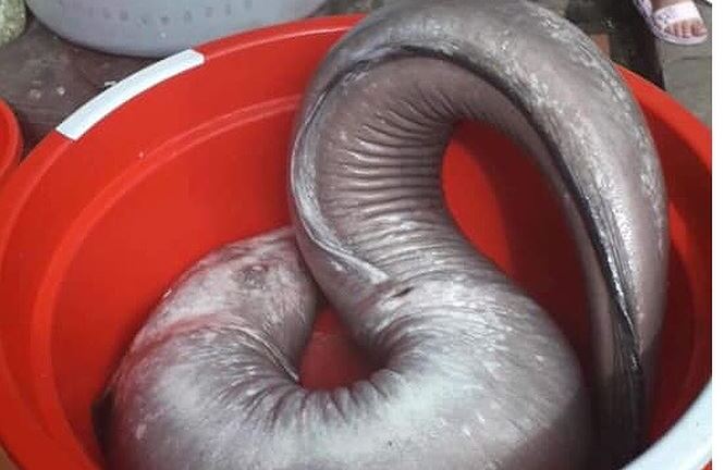 Nhóm thợ săn bắt được cá chình 