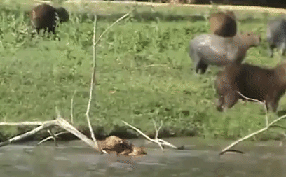 Video: Chó Pitbull lì lợm, một mình