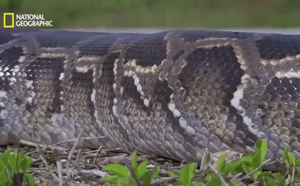 Video: Bị trăn nuốt chửng, cá sấu đâm thủng bụng đối thủ và cái kết tang thương