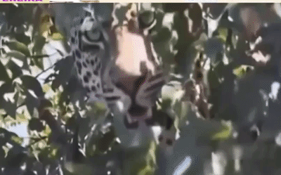 Video: Bị trâu điên đánh đuổi, báo hoa mai hoảng sợ phải leo lên cây lánh nạn