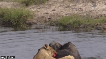 Video: Trâu rừng đơn độc thoát chết thần kì giữa bầy sư tử đói ăn