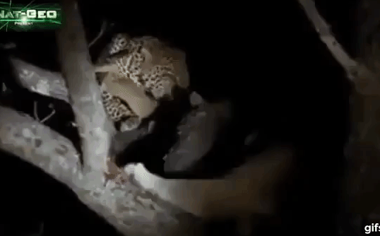 Video: Sư tử truy đuổi, leo lên cây cướp mồi của báo hoa mai