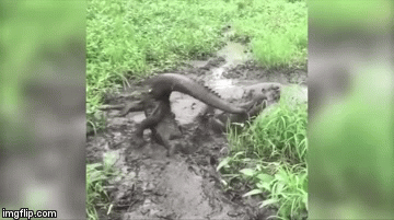 Video: Cá sấu bị đồng loại to lớn cắn vào đuôi, hất tung lên trời