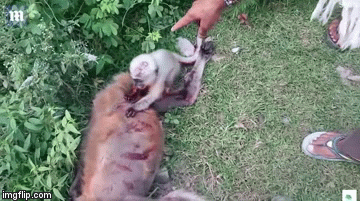 Video: Rơi nước mắt cảnh khỉ con đau đớn khóc, ôm xác mẹ bị ô tô đâm