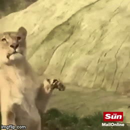 Video: Rùng mình cảnh kền kền bị 2 con sư tử thi nhau xé xác