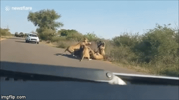 Video: Kinh hoàng cảnh trâu rừng bị cả đàn sư tử lao vào tấn công