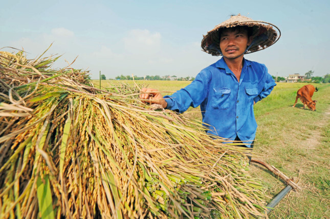 Được 'cởi trói', hạt gạo dự tính mang về cho Việt Nam hơn 3 tỷ USD
