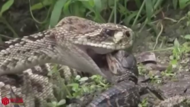 Clip: Dám ăn thịt cá sấu con mới sinh, rắn đuôi chuông bị cả nhà kẻ địch xé xác 