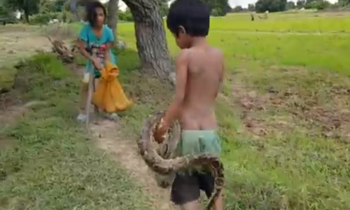 Video: Rùng mình cảnh chị kéo trăn