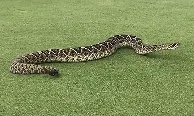Video: Rắn đuôi chuông kịch độc to như con trăn bất ngờ bò lổm ngổm giữa sân golf