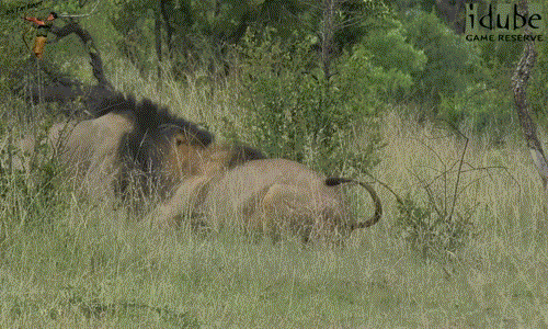 Video: Những trận chiến kinh điển trong thế giới động vật