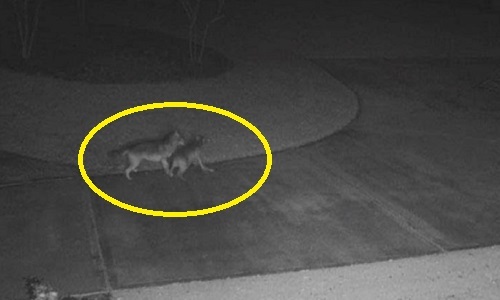 Video: Chó sói đoạt mạng hươu ngay trước cửa nhà dân 