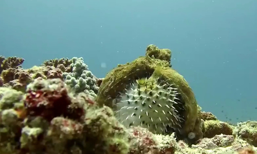 Video: Bạch tuộc vật vã ăn thịt cá nóc đầy gai, chứa chất độc cực mạnh