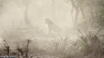 Video: 2 đàn sư tử hỗn chiến kinh hoàng giành xác hà mã