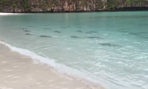 Video: Cá mập vây đen lũ lượt ùa về sau khi bãi biển cấm du khách