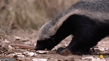 Video: Lửng mật nhai ngấu nghiến đầu rắn sau trận kịch chiến