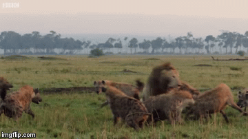 Video: Sư tử đực độc chiến cùng cả bầy linh cẩu