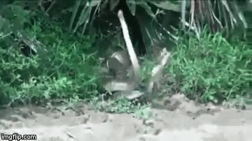 Video: Đôi rắn đực tranh đấu giữa đường giành bạn tình