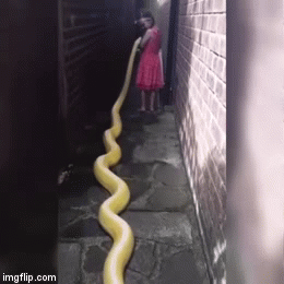 Lạnh người xem bé gái 5 tuổi chơi đùa với trăn khổng lồ dài 4 m