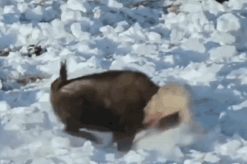 Video: Sói xám bị bò rừng phản công, hất văng lên trời