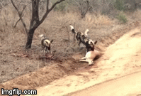 Video: Cận cảnh mẹ con linh dương bị bầy chó hoang xé xác