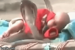 Video: Rùng mình cảnh 4 con rắn hổ mang chúa