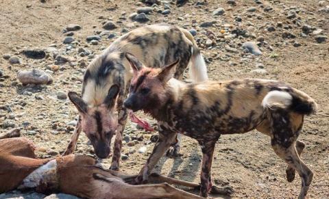 Video: Bầy chó hoang bất lực nhìn linh cẩu và cá sấu xé xác con