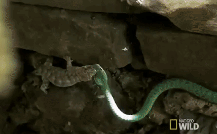 Video: Tắc kè cắn ngập đầu rắn, quyết không buông để bảo toàn mạng sống