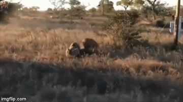 Video: Sư tử nổi giận điên cuồng cắn chết linh cẩu